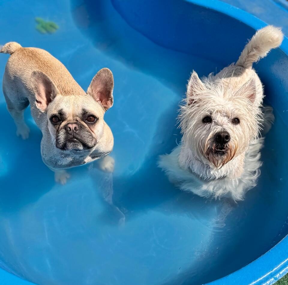 Creche para cães (1)