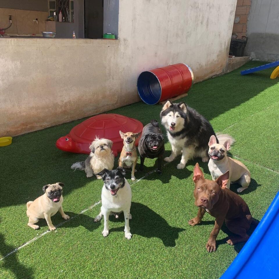 Creche para cães (2)