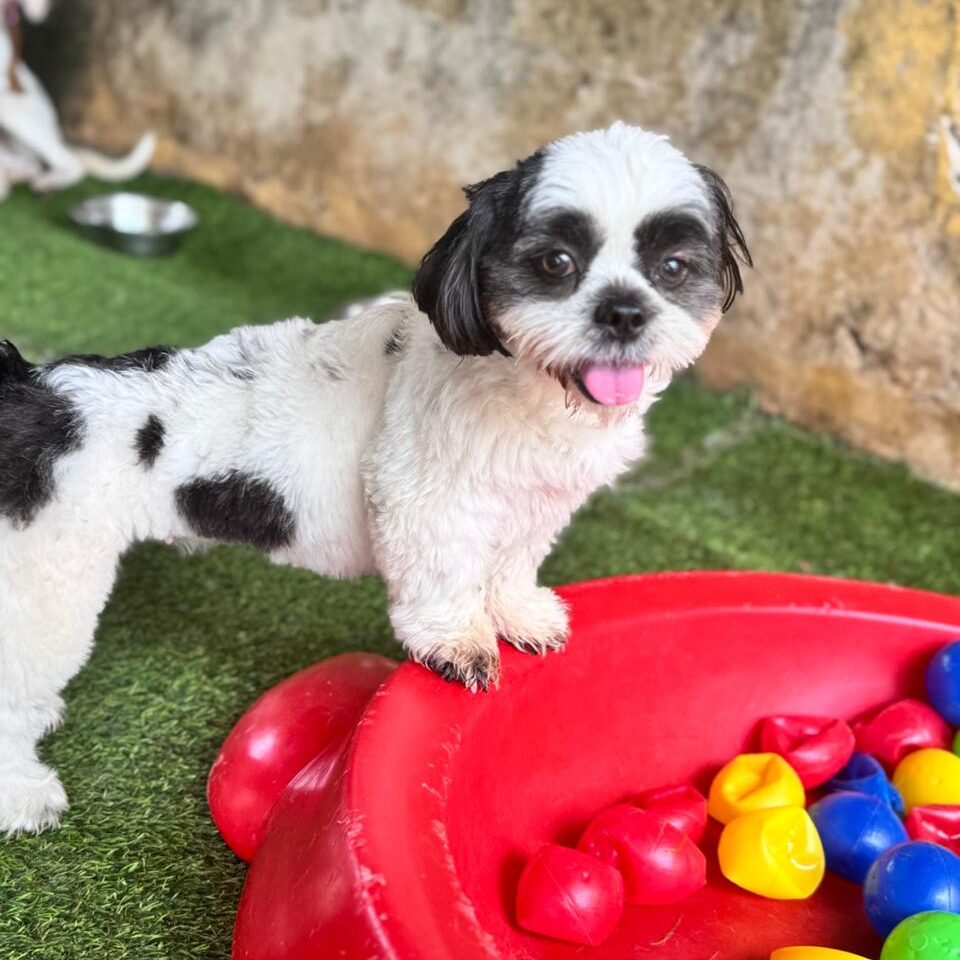 Creche para cães (3)