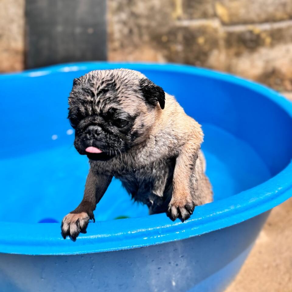 Creche para cães (5)