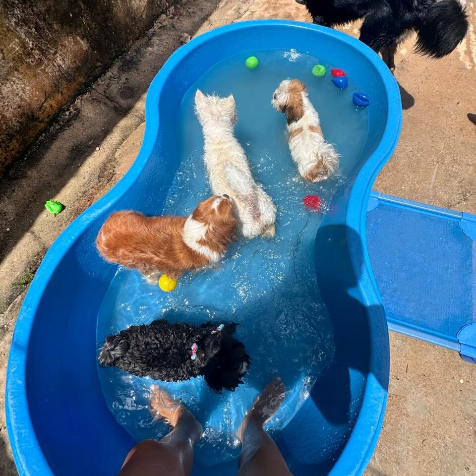 Creche para cães (6)