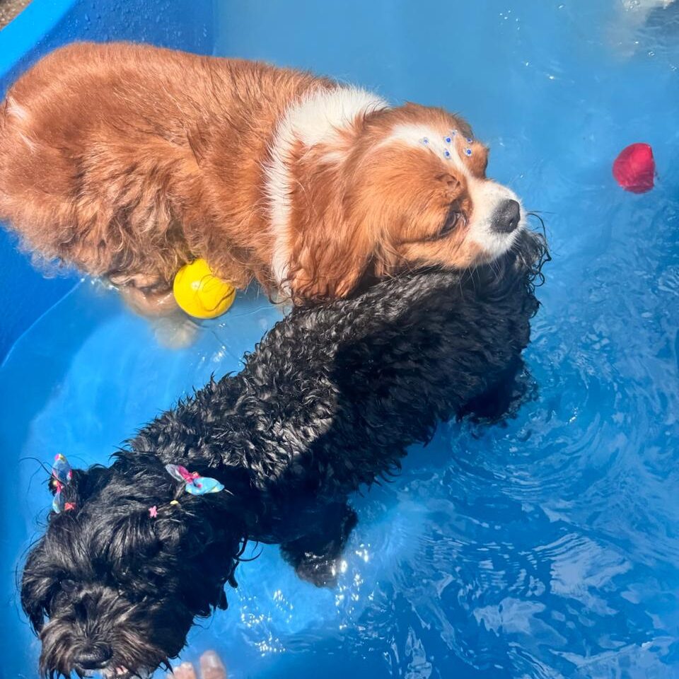 Creche para cães (7)