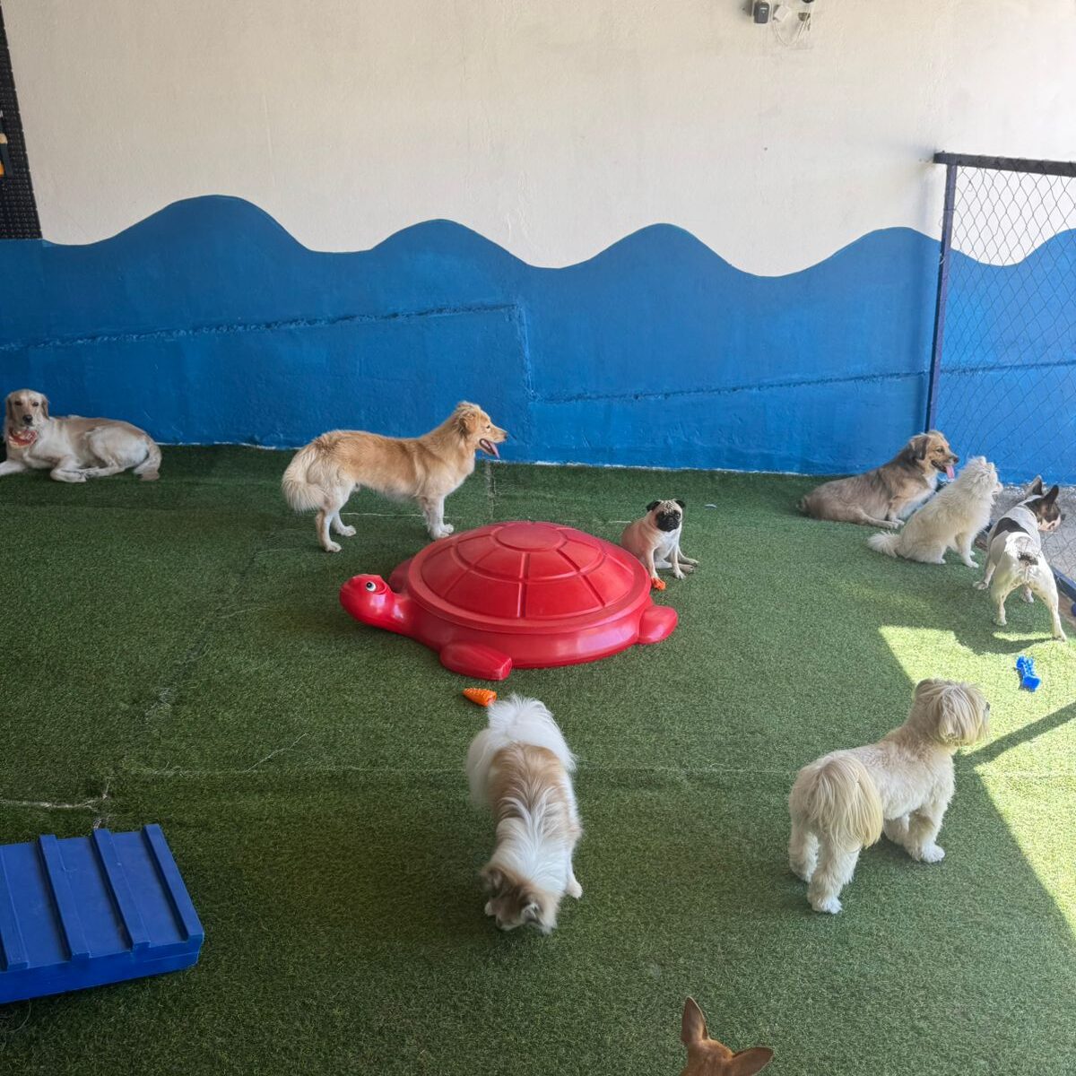 Crehce para cães (1)