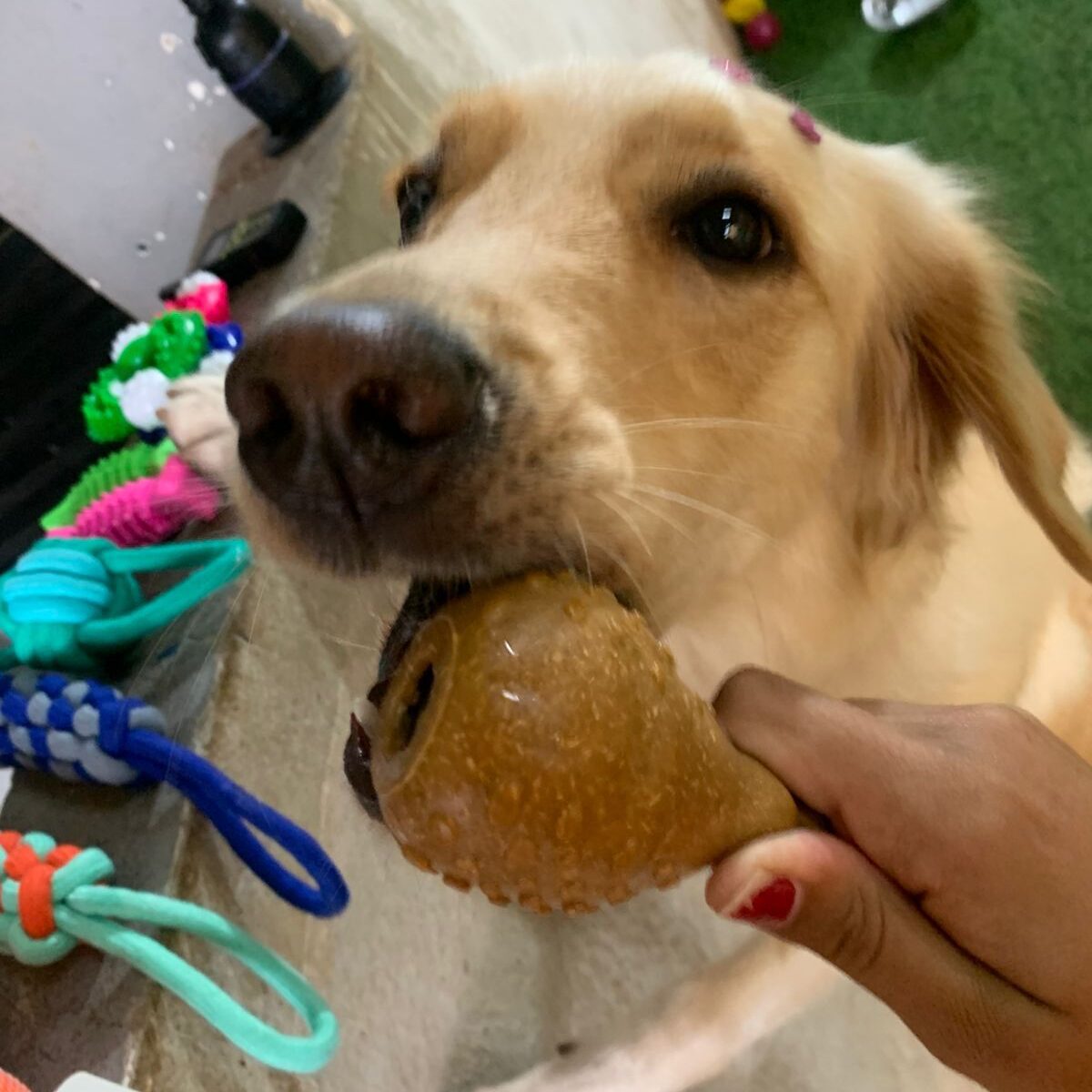 Crehce para cães (5)
