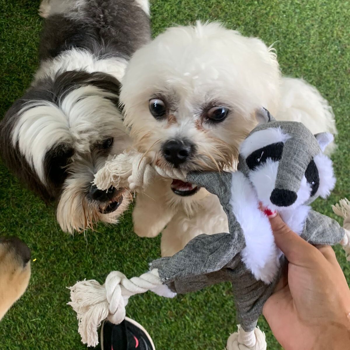 Crehce para cães (6)