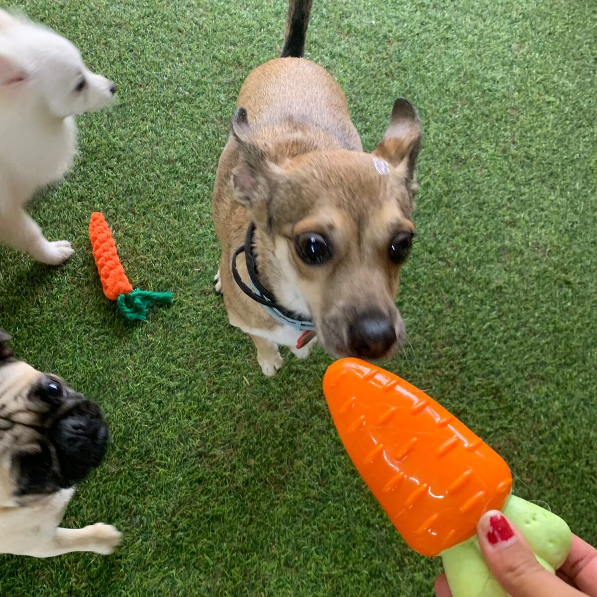 Crehce para cães (7)
