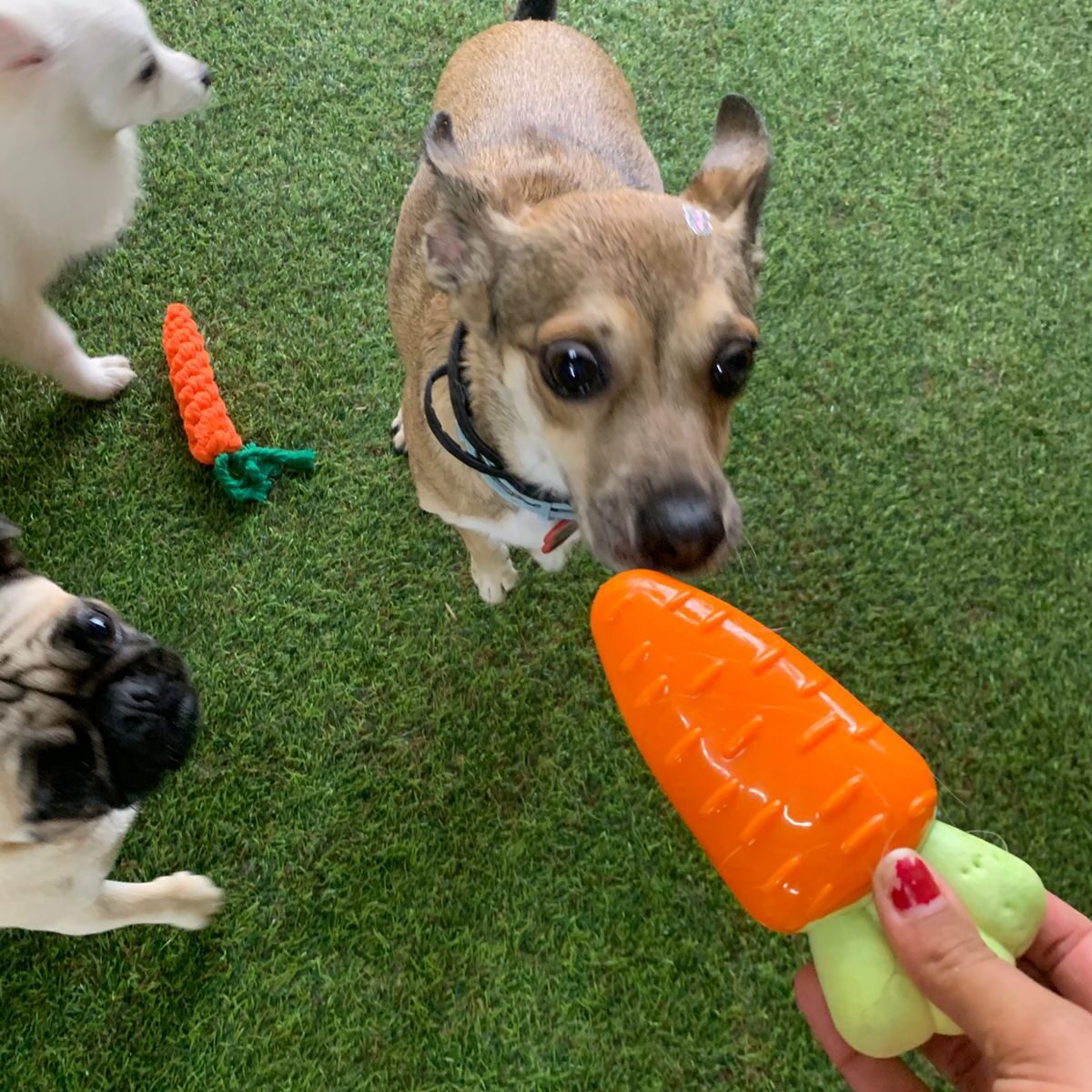 Crehce para cães (7)