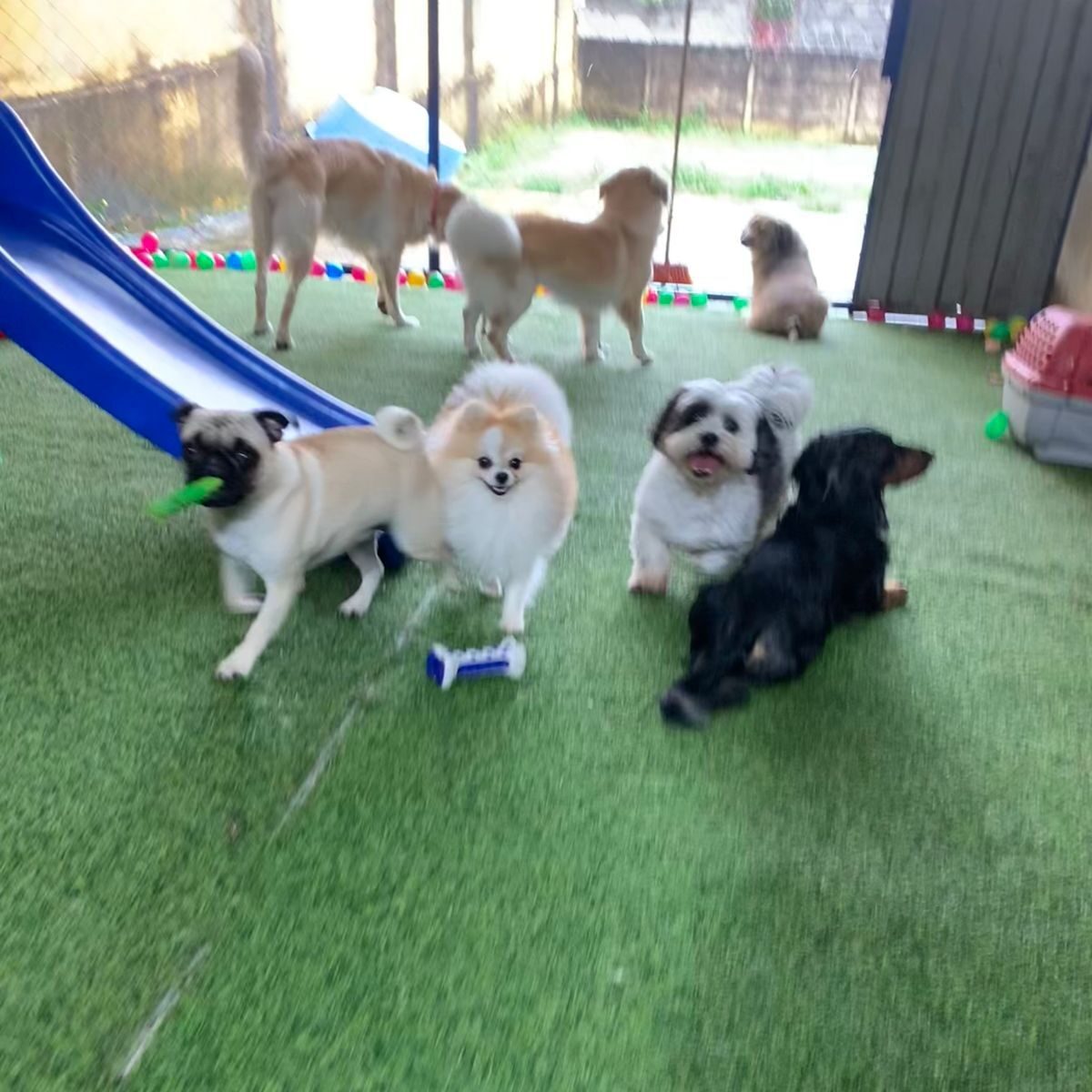 Crehce para cães (8)