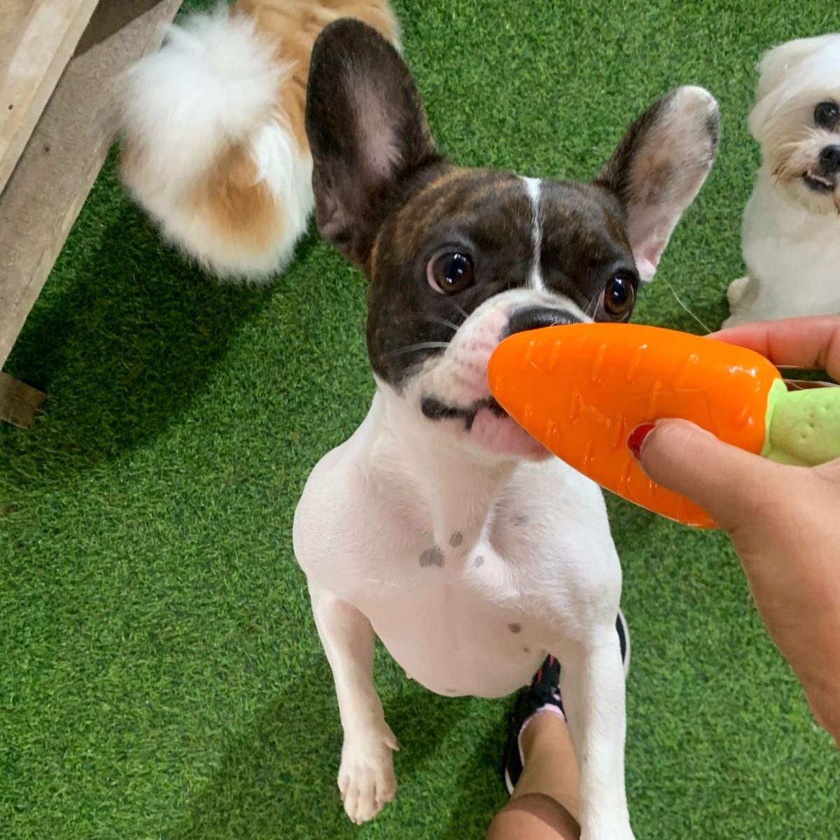 Crehce para cães (9)