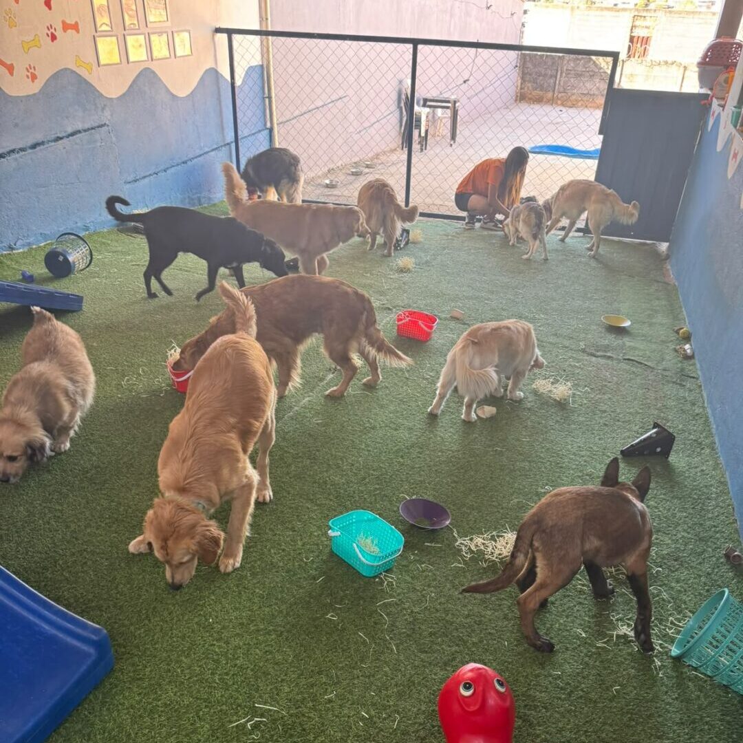 Creche para cães
