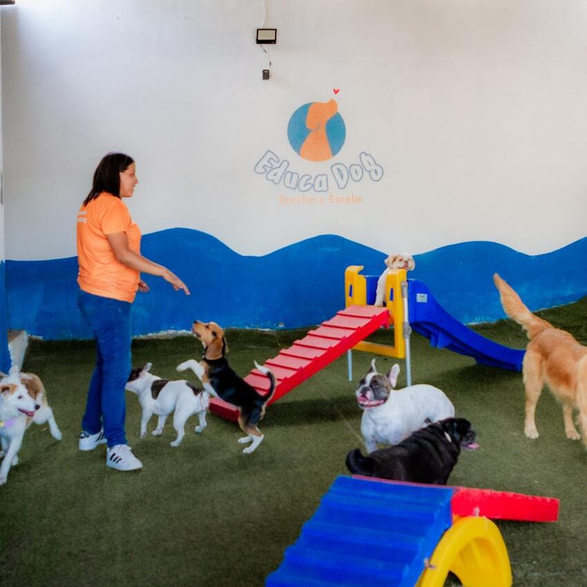 creche para cachorro (1)
